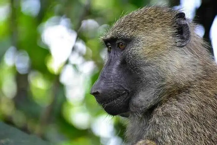 the head of an olive baboon